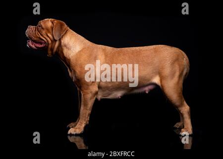 Französische Mastiff Dogue de Bordeaux Studioaufnahme Stockfoto