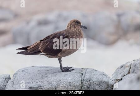 Die Südpolarskua Stercorarius maccormicki Graham Land, Argentinische Inseln, Antarktis Stockfoto