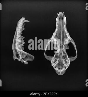 Röntgenaufnahme des Unterkiefers und Oberkiefers eines Hundes. Dorsoventral und Seitenansicht schwarz und weiß Stockfoto