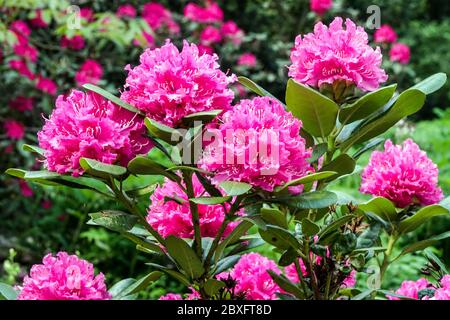 Blühende Sträucher, rosa Rhododendron „Rocket“ Stockfoto