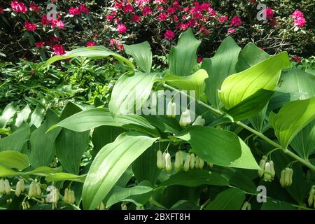 Solomon's Seal Polygonatum × hybridum 'Weihenstephan' Rhododendren in einem Garten Stockfoto