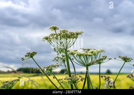Kuh Parsnip oder Hogweed auf einem wolkigen blauen Himmel. Es ist eine krautige mehrjährige oder zweijährige Pflanze, in der umbelliferous Familie Apiaceae, die enthalten Stockfoto