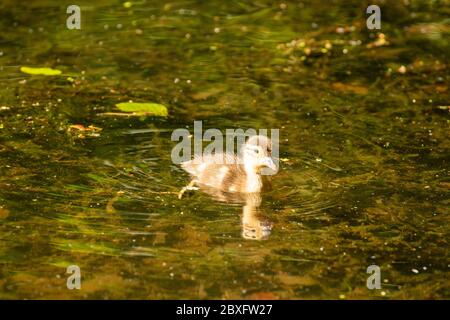 Mandarine Ente auf Keston Teich im Großraum London Bezirk Bromley, England, Vereinigtes Königreich, Europa Stockfoto