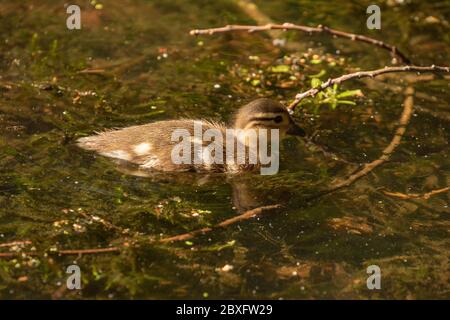 Mandarine Ente auf Keston Teich im Großraum London Bezirk Bromley, England, Vereinigtes Königreich, Europa Stockfoto