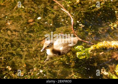 Mandarine Ente auf Keston Teich im Großraum London Bezirk Bromley, England, Vereinigtes Königreich, Europa Stockfoto