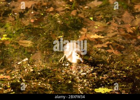 Mandarine Ente auf Keston Teich im Großraum London Bezirk Bromley, England, Vereinigtes Königreich, Europa Stockfoto