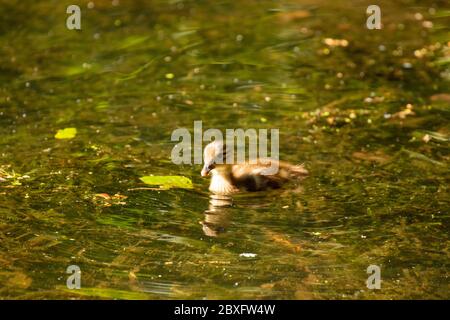 Mandarine Ente auf Keston Teich im Großraum London Bezirk Bromley, England, Vereinigtes Königreich, Europa Stockfoto