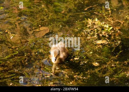 Mandarine Ente auf Keston Teich im Großraum London Bezirk Bromley, England, Vereinigtes Königreich, Europa Stockfoto