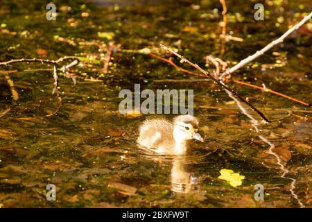 Mandarine Ente auf Keston Teich im Großraum London Bezirk Bromley, England, Vereinigtes Königreich, Europa Stockfoto