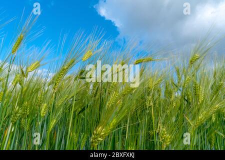 Reifung bbärtige Gerste an einem hellen Sommertag. Es ist ein Mitglied der Grassfamilie, ist ein wichtiger Getreidekorn in gemäßigten Klimazonen weltweit angebaut. Stockfoto