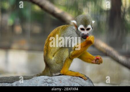 Die Eichhörnchen-Affen sind die Neuen Weltaffen der Gattung Saimiri. Stockfoto