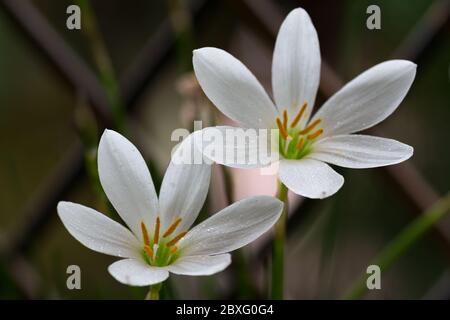 Eine Nahaufnahme eines Paares weißer Regenlilie (Zephyranthes Candida), in voller Blüte im Garten. Stockfoto