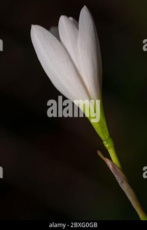 Eine Nahaufnahme einer einsam gelegenen Weißen Regenlilie (Zephyranthes Candida), im Garten. Stockfoto