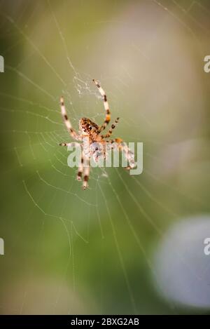 Ventrale Ansicht der europäischen Gartenspinne, Araneus diadematus, auf ihrem Orbnetz, das auf eine Beute wartet Stockfoto