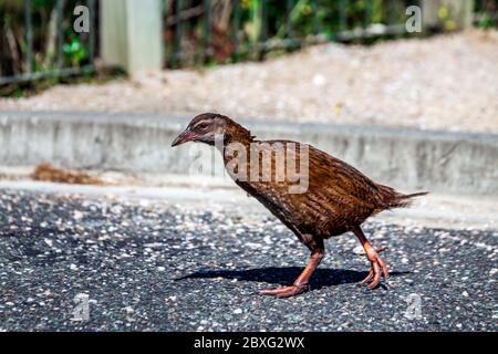 Die Weka (Gallirallus Australis) ist ein neugieriger Vogel. Endemisch in Neuseeland Stockfoto