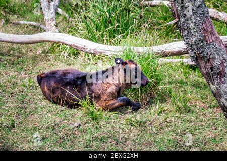 Kalb in der Nähe von Wharariki Strand im Nationalpark. Nelson, Südinsel, Neuseeland. Stockfoto