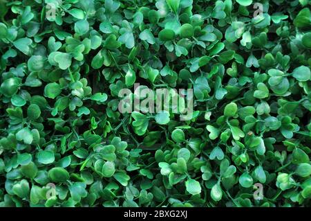 Hochzeit Dekoration Künstliche Kunststoff Boxwood Ball Stockfoto