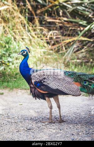 Peacock in der Nähe von Wharariki Strand im Nationalpark. Nelson, Südinsel, Neuseeland. Stockfoto