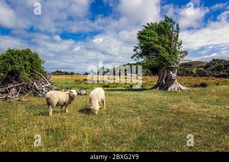 Schafherde in der Nähe von Wharariki Strand im Nationalpark. Nelson, Südinsel, Neuseeland. Stockfoto