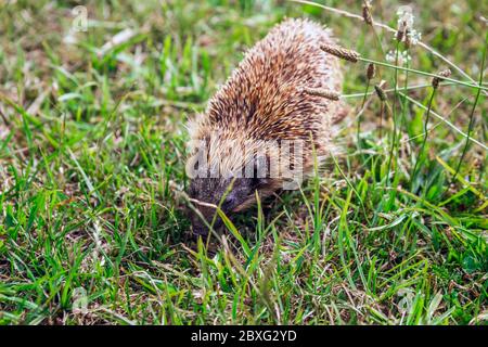 Igel in der Nähe von Wharariki Strand im Nationalpark. Nelson, Südinsel, Neuseeland. Stockfoto