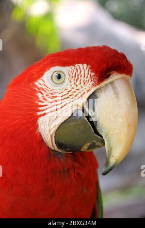 Ein Gesicht des Grünflügelara aus der Nähe Stockfoto