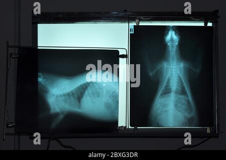 Röntgenbilder von Stachelschwein, tierärztliche Verwendung in der Diagnose von Krankheiten, die mit ihm auftreten. Stockfoto
