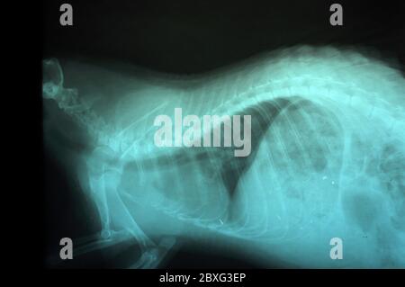 Röntgenbilder von Stachelschwein, tierärztliche Verwendung in der Diagnose von Krankheiten, die mit ihm auftreten. Stockfoto