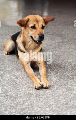 Ehrlicher Hund lag hocked und wartete auf seinen Besitzer. Stockfoto