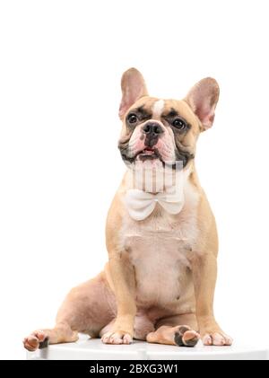 Französische Bulldogge sitzt auf dem Tisch warten, von dem Besitzer isoliert auf weißem Hintergrund, Haustier und Tier Konzept essen Stockfoto