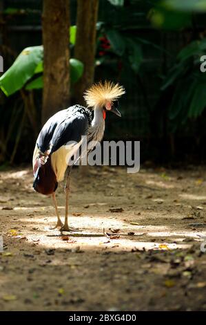 Gekrönter Kranich ist in der Morgensonne sauber und preen sich selbst, um Parasiten loszuwerden. Stockfoto