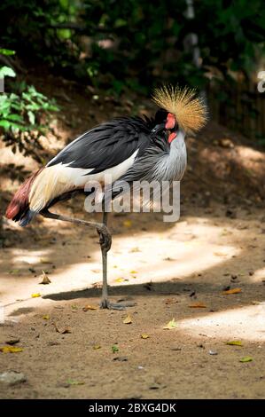 Gekrönter Kranich ist in der Morgensonne sauber und preen sich selbst, um Parasiten loszuwerden. Stockfoto