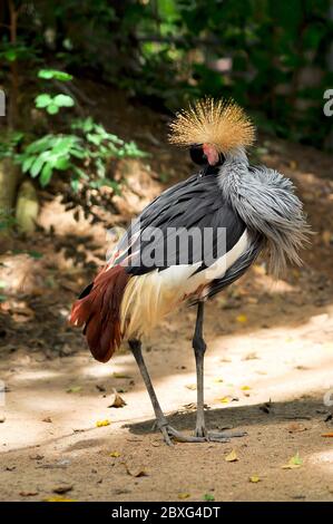 Gekrönter Kranich ist in der Morgensonne sauber und preen sich selbst, um Parasiten loszuwerden. Stockfoto