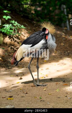 Gekrönter Kranich ist in der Morgensonne sauber und preen sich selbst, um Parasiten loszuwerden. Stockfoto