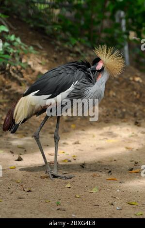 Gekrönter Kranich ist in der Morgensonne sauber und preen sich selbst, um Parasiten loszuwerden. Stockfoto