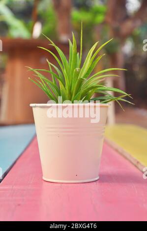 Bäume in einem kleinen Eimer auf dem Tisch im Garten akuminieren. Stockfoto