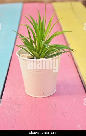 Bäume in einem kleinen Eimer auf dem Tisch im Garten akuminieren. Stockfoto