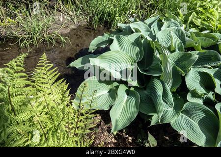 Hosta Blauer Engel fern Stockfoto