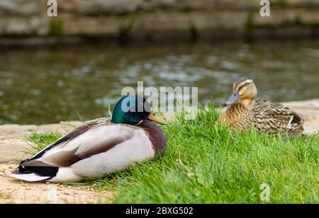 Männliche und weibliche Mallard Ducks, Anas platyrhynchos, ruhen im Gras am Bach, der durch Lititz Springs Park, Lititz, Pennsylvania, fließt Stockfoto