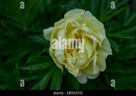 Paeonia Peonia bartzella gelbe Blume aus nächster Nähe Stockfoto