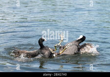 Eurasische Rute ( Fulica ATRA ) Vögel kämpfen mit ihren Krallen im Wasser. Stockfoto