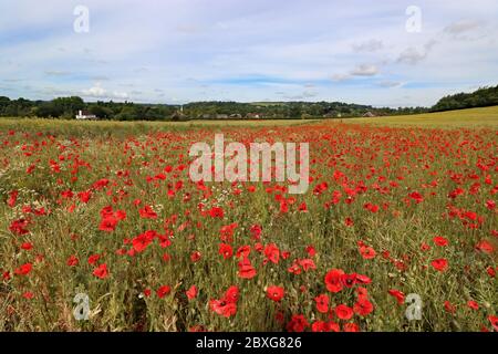 Guildford, Surrey, Großbritannien. Juni 2020. Schönes Feld von roten Mohnblumen kombiniert mit einem spektakulären Himmel machen eine atemberaubende Anzeige in der Surrey Landschaft in der Nähe von Guildford. Quelle: Julia Gavin/Alamy Live News Stockfoto