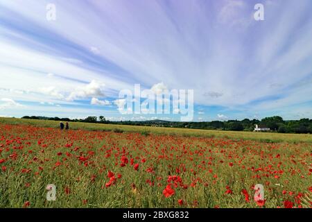 Guildford, Surrey, Großbritannien. Juni 2020. Schönes Feld von roten Mohnblumen kombiniert mit einem spektakulären Himmel machen eine atemberaubende Anzeige in der Surrey Landschaft in der Nähe von Guildford. Quelle: Julia Gavin/Alamy Live News Stockfoto