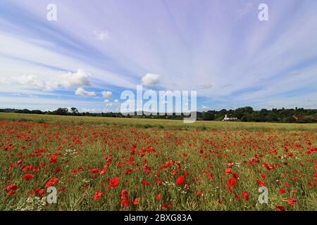 Guildford, Surrey, Großbritannien. Juni 2020. Schönes Feld von roten Mohnblumen kombiniert mit einem spektakulären Himmel machen eine atemberaubende Anzeige in der Surrey Landschaft in der Nähe von Guildford. Quelle: Julia Gavin/Alamy Live News Stockfoto