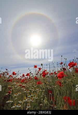 Guildford, Surrey, Großbritannien. Juni 2020. Wunderschöne rote Mohnblumen kombiniert mit einem Sonnenhalo, um eine schillernde Darstellung in der Surrey Landschaft in der Nähe von Guildford zu geben. Dieser runde Sonnenhalo ist ein seltenes optisches Phänomen in der Atmosphäre. Sie wird durch Sonnenlicht verursacht, das Eiskristalle in der Zirruswolke beleuchtet. Richtig als 22 Grad Halo bezeichnet. Quelle: Julia Gavin/Alamy Live News Stockfoto