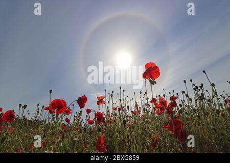 Guildford, Surrey, Großbritannien. Juni 2020. Wunderschöne rote Mohnblumen kombiniert mit einem Sonnenhalo, um eine schillernde Darstellung in der Surrey Landschaft in der Nähe von Guildford zu geben. Dieser runde Sonnenhalo ist ein seltenes optisches Phänomen in der Atmosphäre. Sie wird durch Sonnenlicht verursacht, das Eiskristalle in der Zirruswolke beleuchtet. Richtig als 22 Grad Halo bezeichnet. Quelle: Julia Gavin/Alamy Live News Stockfoto