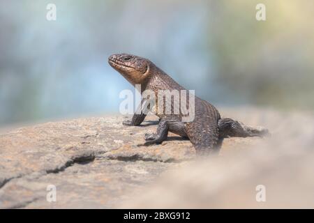 Cunninghams Stachelschwanzskink auf einem Felsen, Australien Stockfoto