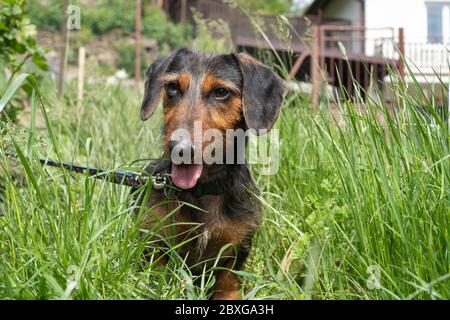 Kleiner Hund im Gras Stockfoto