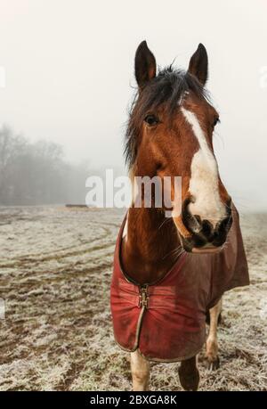 Pferd, das auf einem Feld im Schnee steht, Swallowfield, Berkshire, England, Großbritannien Stockfoto