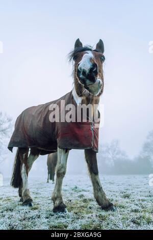 Pferd, das auf einem Feld im Schnee steht, Swallowfield, Berkshire, England, Großbritannien Stockfoto