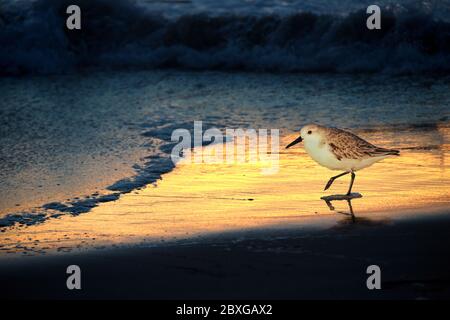 Wader am Wasser am Strand bei Sonnenuntergang, USA Stockfoto